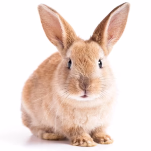 The Secret Life of Rabbits: Cuteness, Cleverness, and Hidden Complexity