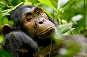 The Hidden Wisdom of Animals: What They Teach Us About Life, Love, and Survival
