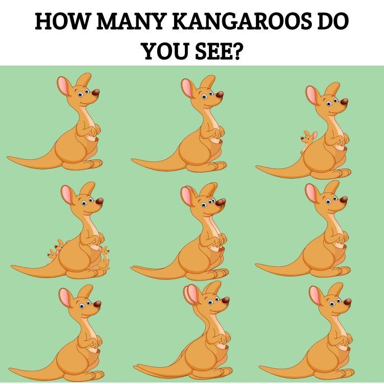 How Many Kangaroos Do you See?