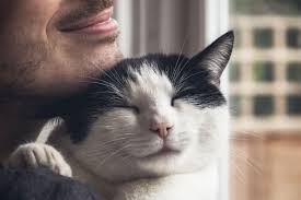 How Animals Contribute to Our Emotional Well-being
