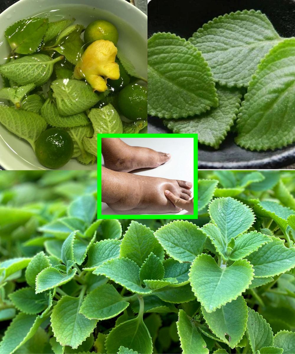 11 Reasons Every Home Should Grow This Plant – It Will Benefit Everyone in Your Family