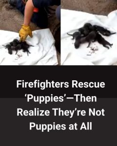 Firefighters Rescue 8 Puppies from Drain—Then Discover They’re Not Dogs at All