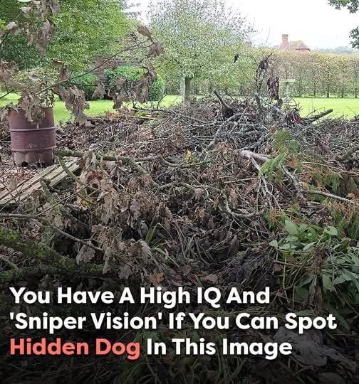 Can You Spot the Hidden Dog? Only Those with ‘Sniper Vision’ Can Find It