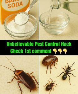 Banish Cockroaches, Fleas, and Ants Naturally with Baking Soda & Vinegar!