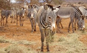 The Amazing World of Animals — A Glimpse into Nature’s Wonders