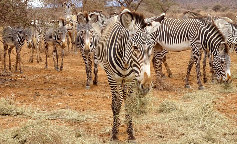 The Amazing World of Animals — A Glimpse into Nature’s Wonders