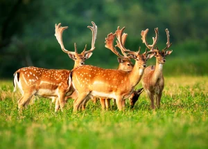 The Hidden World of Animals: Wonders of Nature We Often Overlook