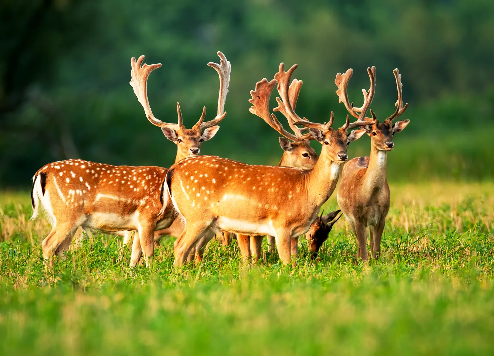 The Hidden World of Animals: Wonders of Nature We Often Overlook