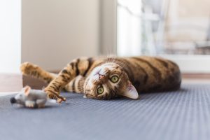 The Ultimate Guide to Taking Care of Kittens: A Journey from Tiny Paws to Healthy Cats
