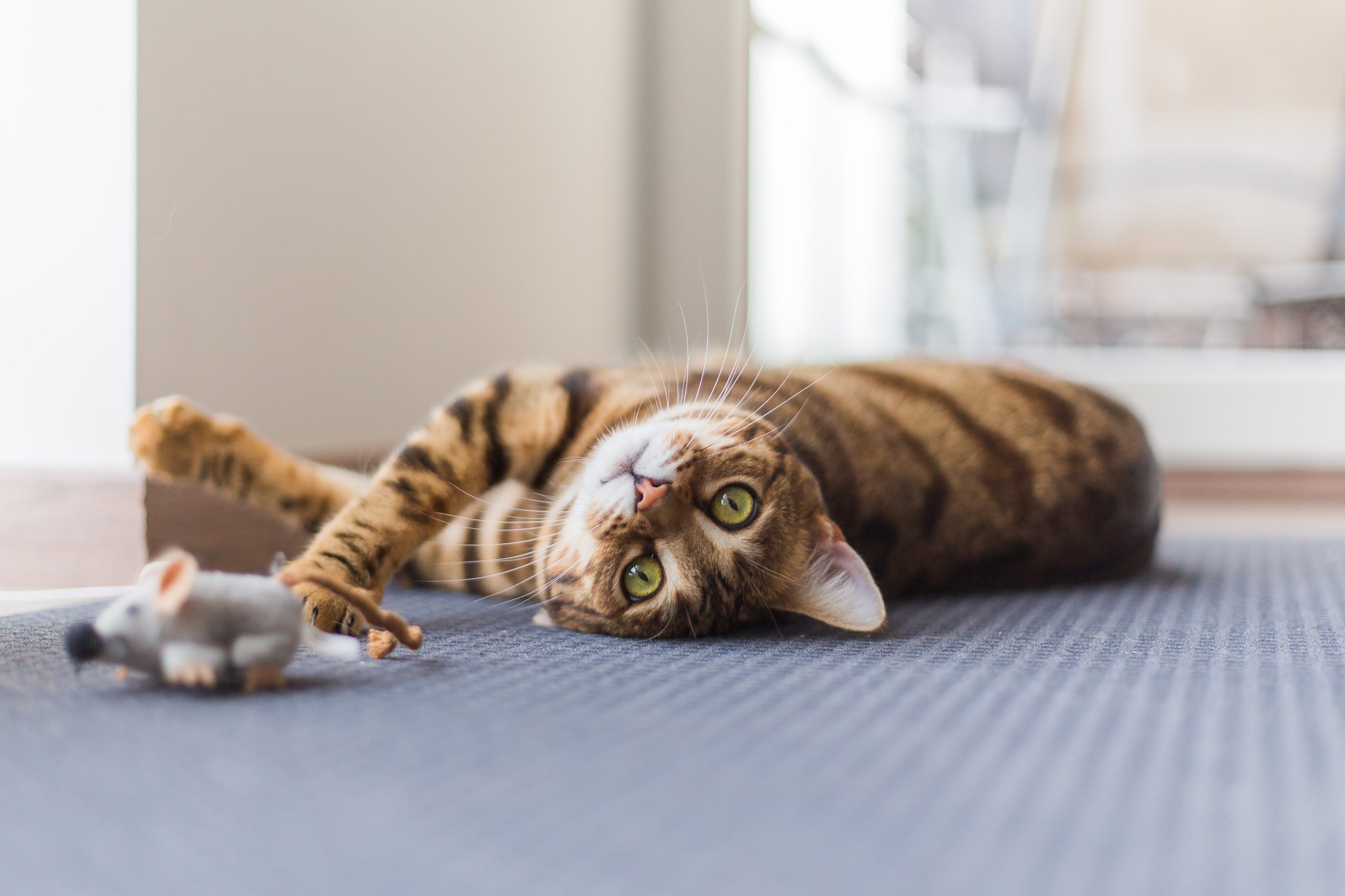 The Ultimate Guide to Taking Care of Kittens: A Journey from Tiny Paws to Healthy Cats