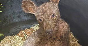 Orphaned, hairless and afraid: Now this black bear is unrecognizable