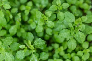 The Miracle Herb for Vision: A Natural Solution for Cataracts and Eye Health