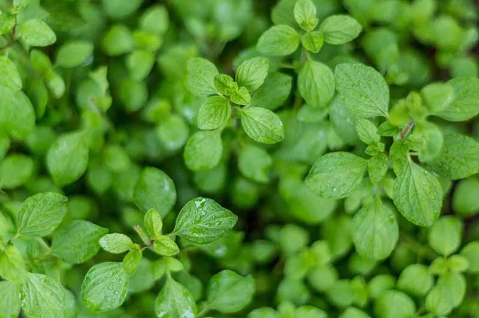 The Miracle Herb for Vision: A Natural Solution for Cataracts and Eye Health