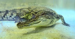 Crocodile Attacks Tourist Who Climbed Into Its Pen for a Selfie With It