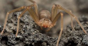 Are Brown Recluse Bites Really That Dangerous? Here’s What You Should Know