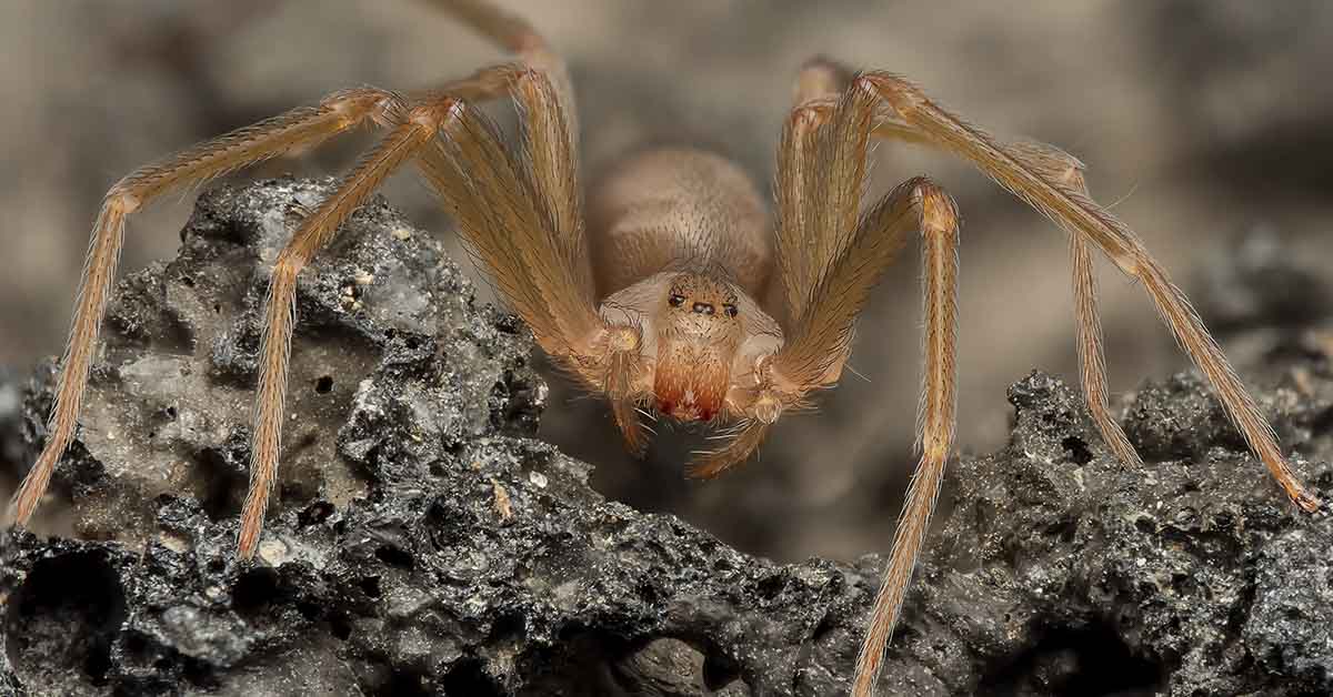 Are Brown Recluse Bites Really That Dangerous? Here’s What You Should Know