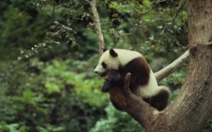 The Wonderful World of Animals: Understanding and Protecting Earth’s Wildlife