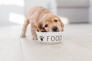 A Beginner’s Guide to Taking Care of Puppies: Everything You Need to Know