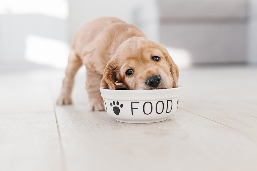 A Beginner’s Guide to Taking Care of Puppies: Everything You Need to Know