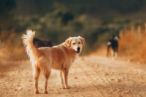 What does it mean when a dog comes to your house and doesn’t want to leave?