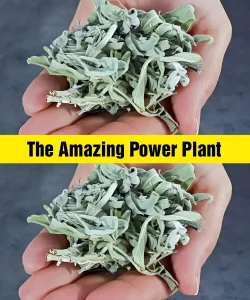 My Grandmother’s Favorite Plant Had Amazing Power
