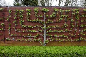 The Beauty and Benefits of Fruit Trees: A Guide for Gardeners and Nature Lovers