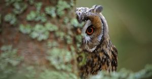 The first animal you see represents your most stubborn trait