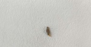 Ever Seen This Creepy Wall-Clinging Moth? Meet the Kamitetep