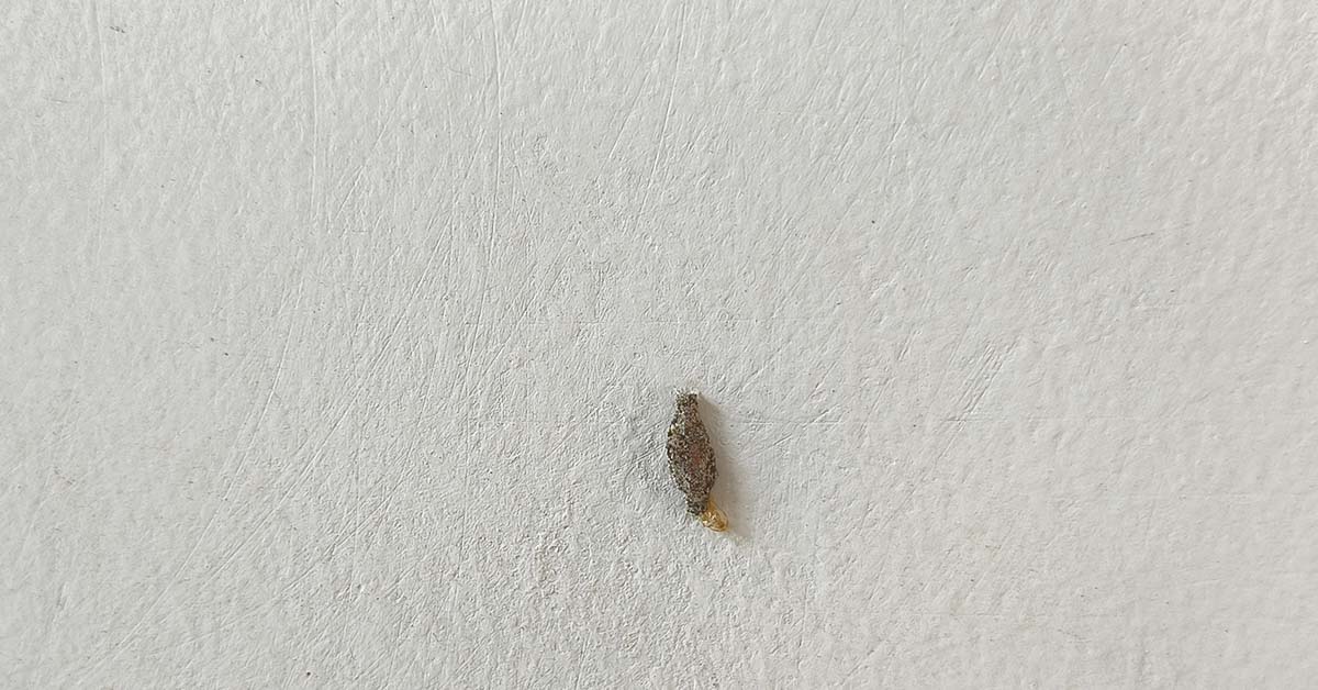 Ever Seen This Creepy Wall-Clinging Moth? Meet the Kamitetep