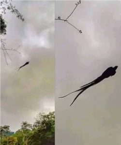Majestic captured in Mexico