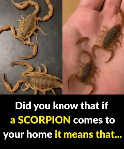 The meaning of finding scorpions in your home: their symbolism and energy