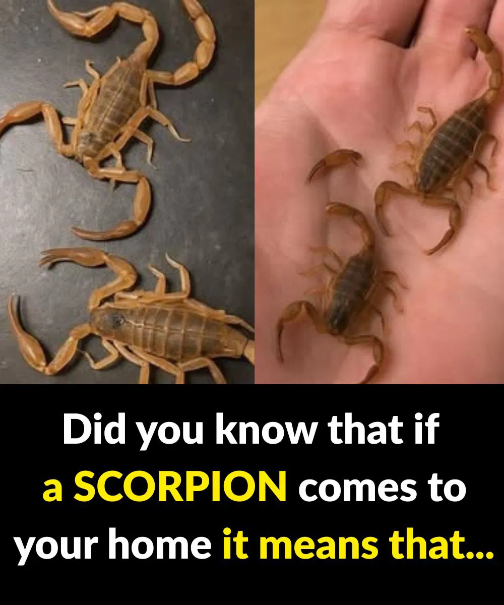 The meaning of finding scorpions in your home: their symbolism and energy