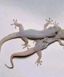 A Lizard on the Wall at Night? Beware of Hidden Gossip and Betrayal