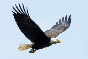 Giant Eagle Captured In Brownsville, Texas: A Stunning Discovery