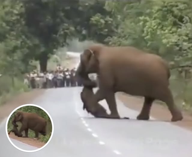 Passersby Stop Dead In Their Tracks When They See What Elephant Is Carrying With Its Trunk Across The Road