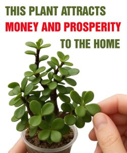 Many people grow the “money tree” at home. But here’s what few people know about this plant.