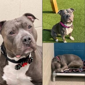 Dog loses hope, “cries endlessly” after 260 days in the shelter — looking for a perfect new home