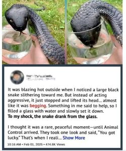 Wild Snake “Begged” Me For Some Water. When Animal Control Realizes Why, They Say, “You Got Lucky!