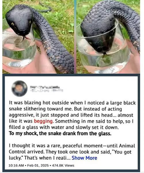 Wild Snake “Begged” Me For Some Water. When Animal Control Realizes Why, They Say, “You Got Lucky!