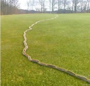 I saw something strange in the grass and thought it was just a rope – but when I looked closer, I screamed in horror!