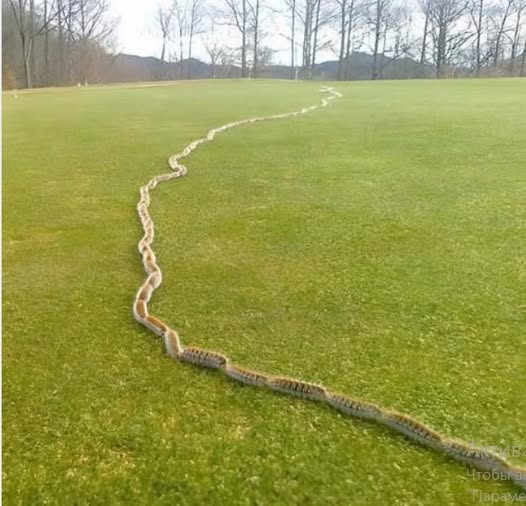 I saw something strange in the grass and thought it was just a rope – but when I looked closer, I screamed in horror!