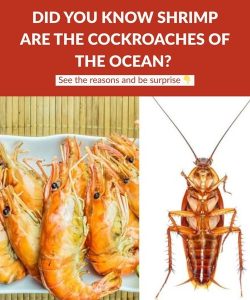 Did you know that shrimp are the cockroaches of the ocean?