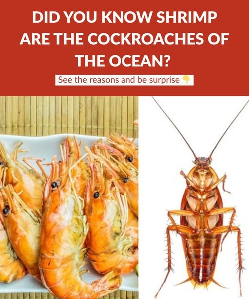 Did you know that shrimp are the cockroaches of the ocean?