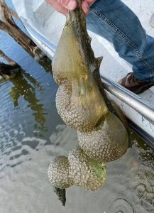 Mysterious ‘alien egg pod’ pulled from Oklahoma lake, officials warn not to be ‘alarmed’