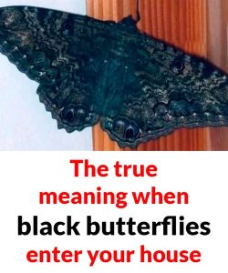 True meaning when black butterflies visit you