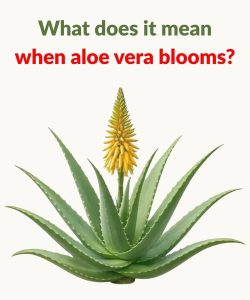 What does it mean when aloe vera blooms?