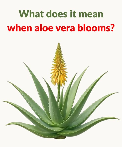 What does it mean when aloe vera blooms?