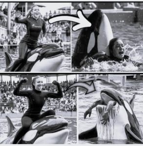 The HORRIFYING Final Moments of Orca Trainer Jessica Radcliffe – Caught on Video