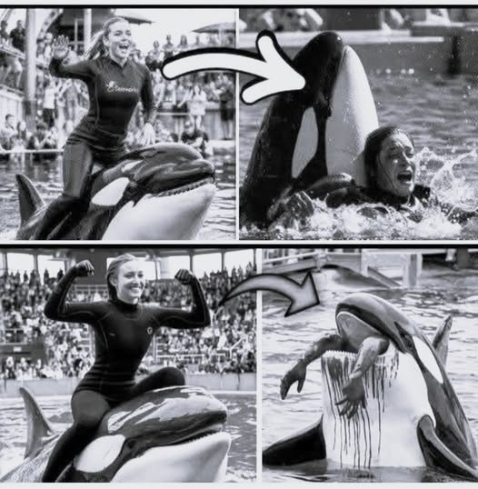 The HORRIFYING Final Moments of Orca Trainer Jessica Radcliffe – Caught on Video