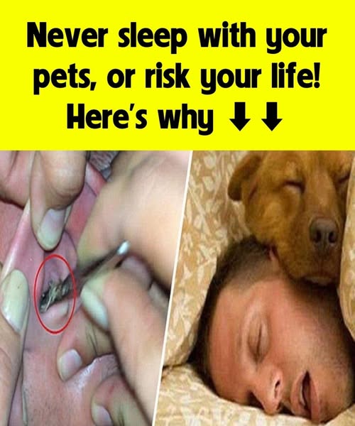 Don't sleep with your pets, don't risk your life, here's why See 1st comment 👇